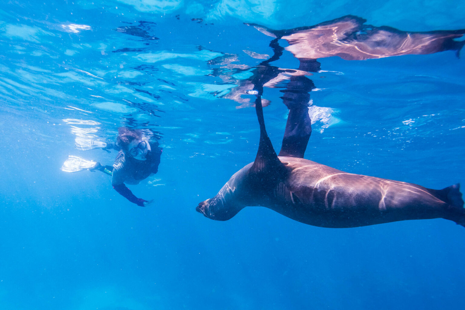 Woman snorketing with a sea lion in the Galapagos.