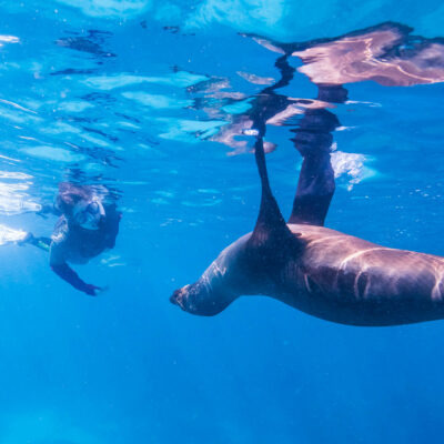 Woman snorketing with a sea lion in the Galapagos.
