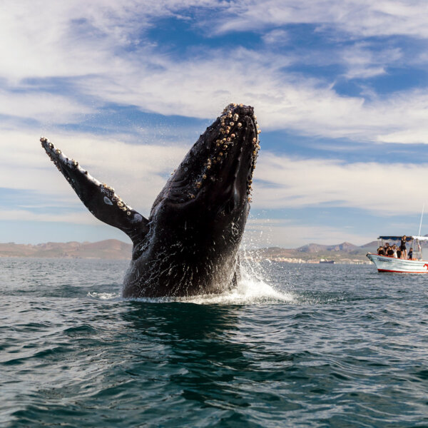 9 Reasons to Go to Baja Right Now | OARS