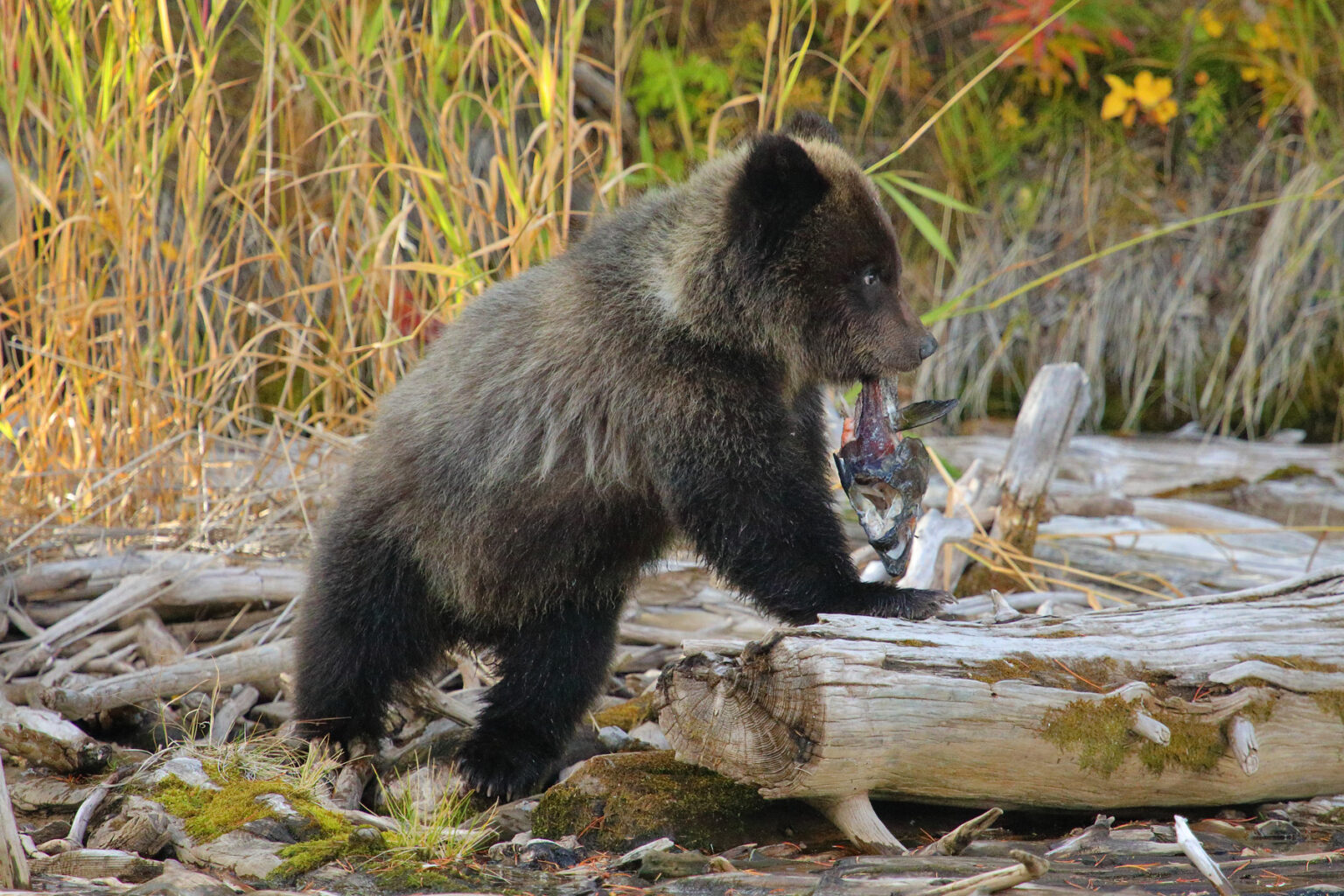 Bear takes the meaning of outdoor dining to the whole new level. Watch how