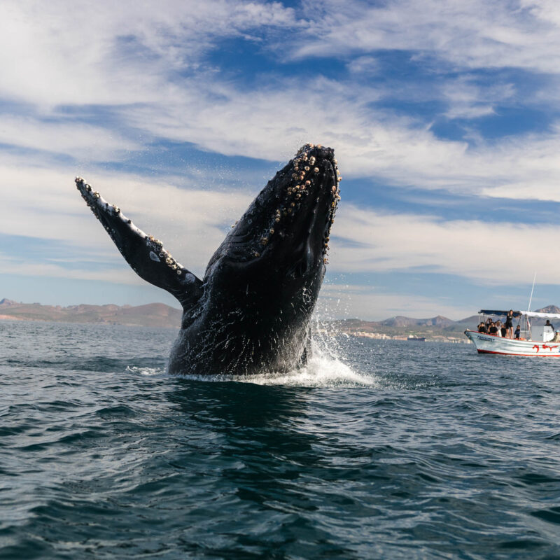 Whale watching in Baja California, Mexico.