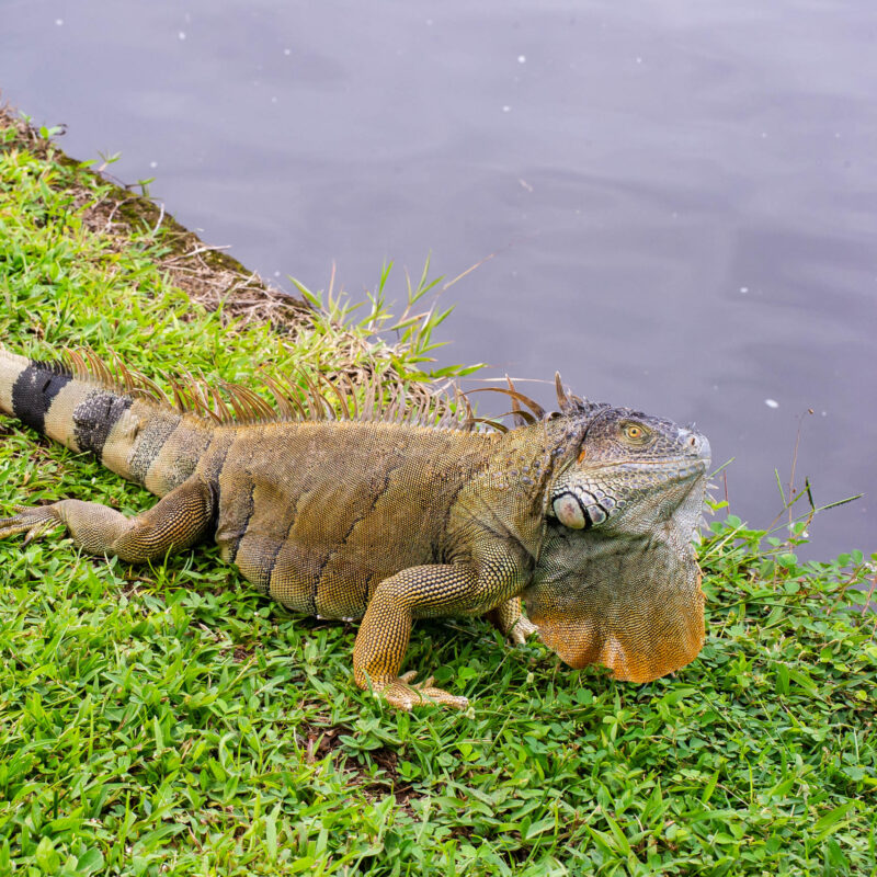 Iguana in Costa Rica.