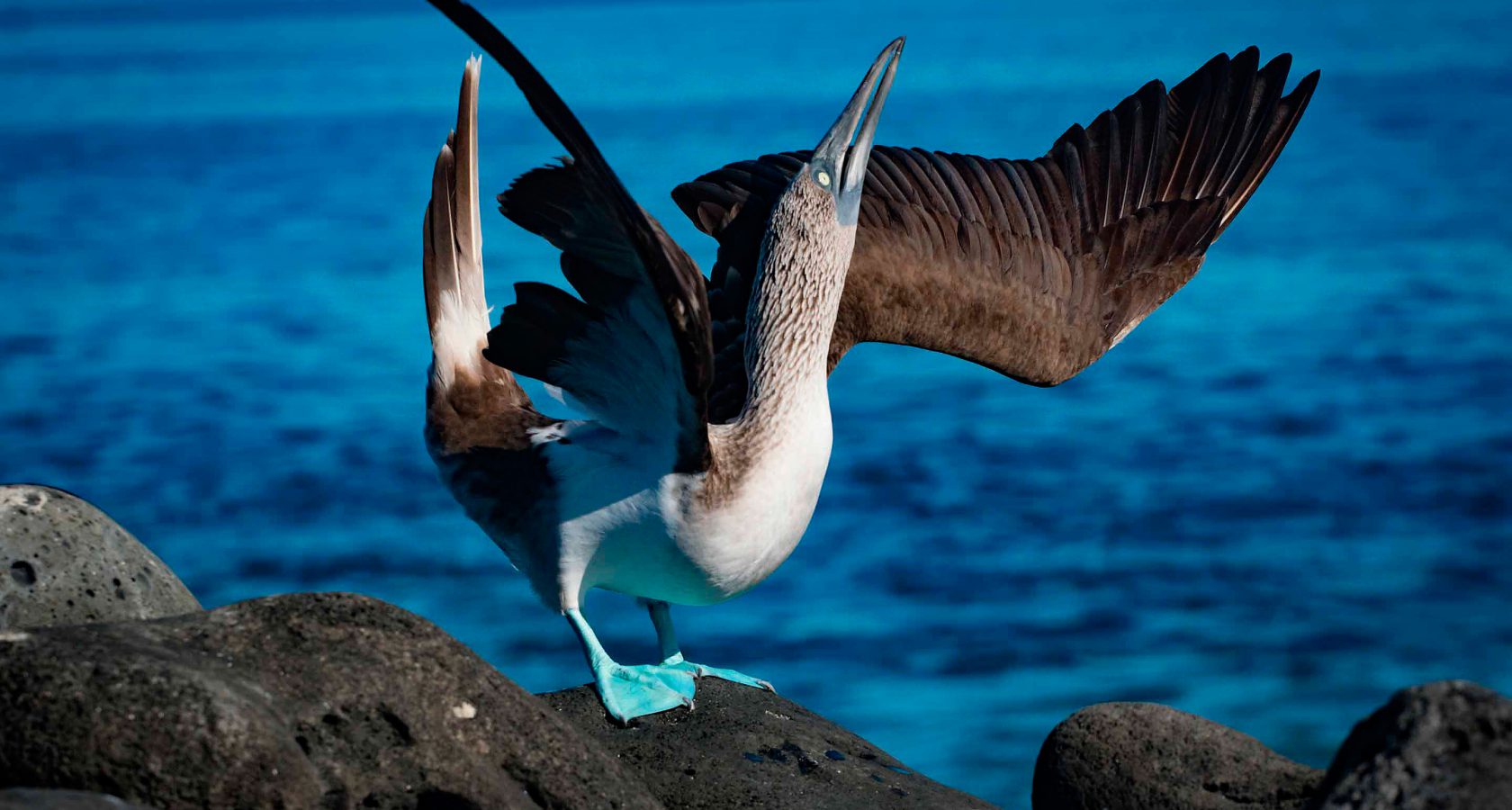 A blue-footed boobie suns itself on a rock.