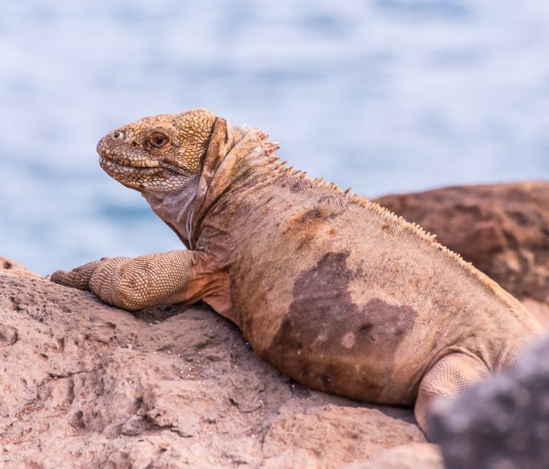A marine iguana lies on a rock in Galapagos