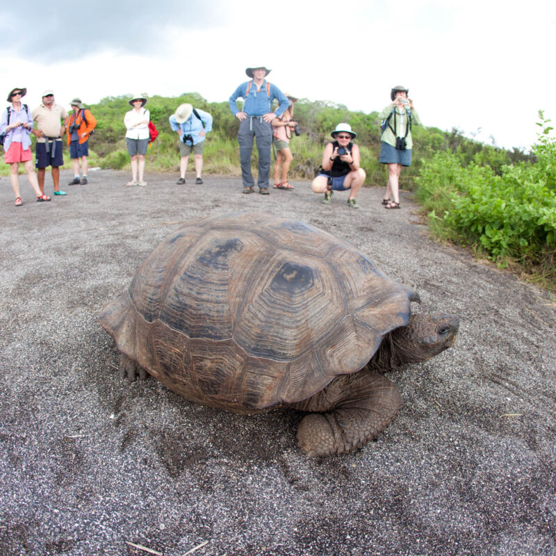 Tortoise in the Galapagos.