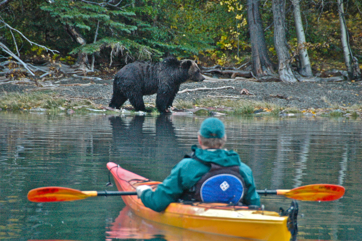 A kayaker watches a lone grizzly on Chilko Lake in British Columbia