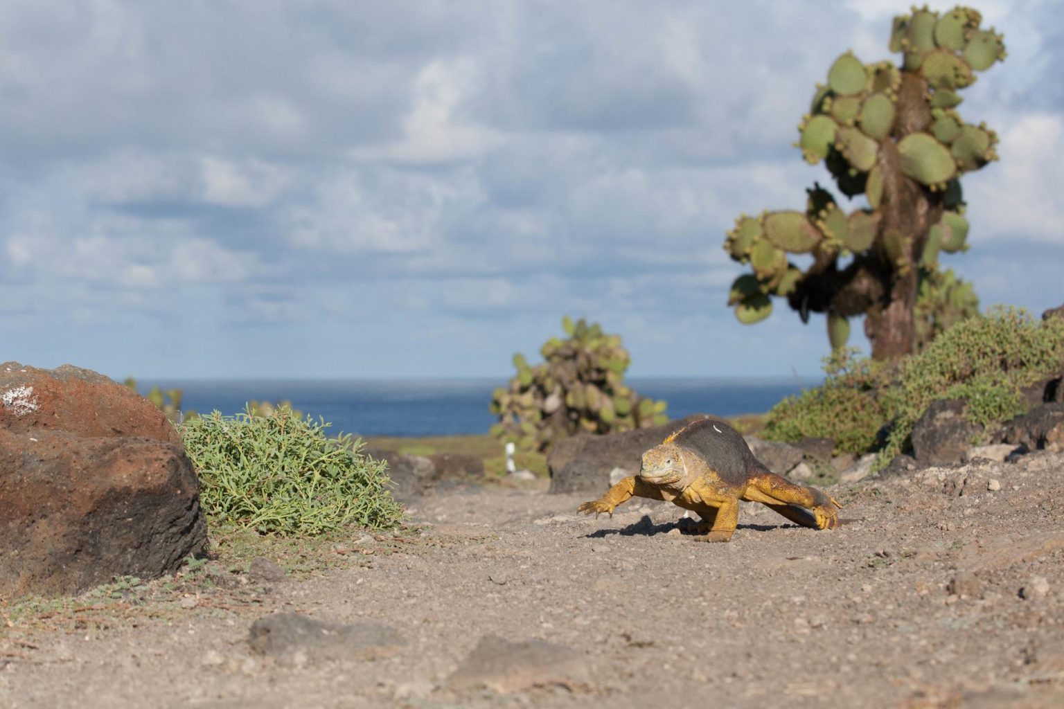 Galapagos Islands marine iguana