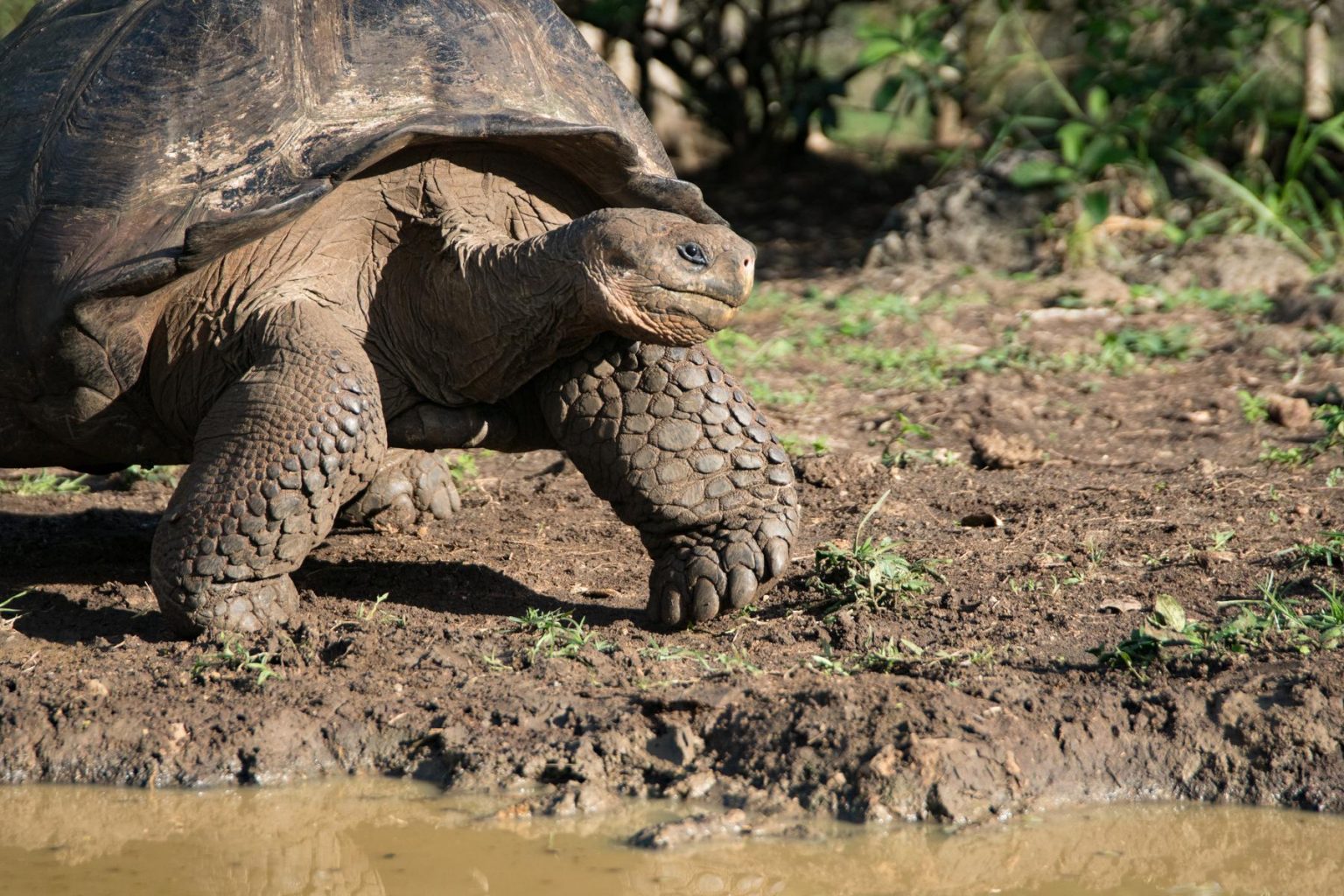 A close-up of the famed Galapagos giant tortoise