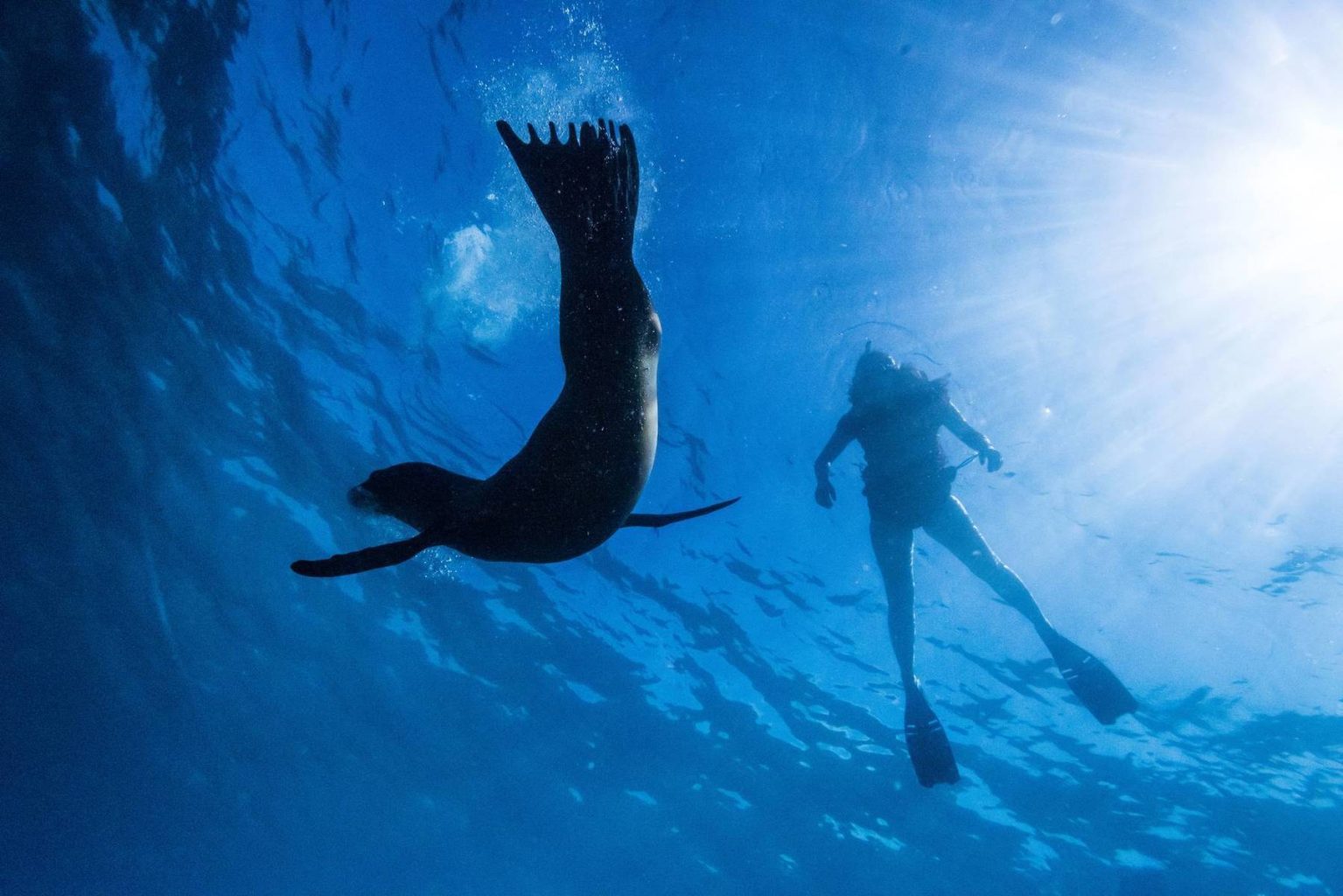 A snorkeler swims alongside a sea lion in Galapagos National Park